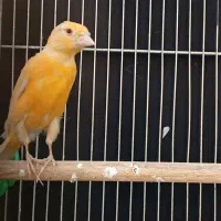 قناری موزاییکی اورجینال و طلایی چشم قرمز|پرنده|شیراز, صاحب الزمان|دیوار