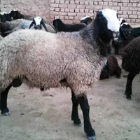گوسفند  زنده(با قصاب  در محل)