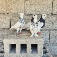 کبوتر|پرنده|مهران (هرمزگان), |دیوار