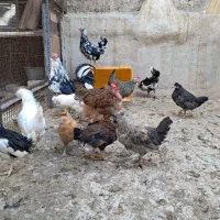 گلین|حیوانات مزرعه|تهران, نیکنام|دیوار