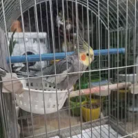 عروس هلندی نر