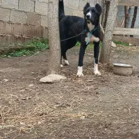 سگ خراسانی اصیل