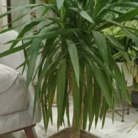 گل یوکا طبیعی