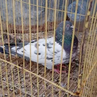 کبوتر خوب|پرنده|خورموج, |دیوار