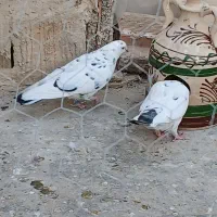 یه جفت دهن جور|پرنده|هشتگرد, تهران دشت|دیوار