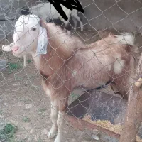 با سلام یک پازن در بندر دیر