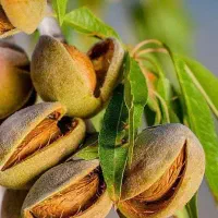 تولید و فروش نهال بادام مامایی