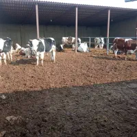 اجاره گاوداری