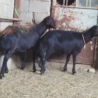 2 راس میش غزل افشار سیاه لخت