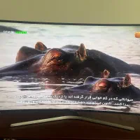 تلویزیون سامسونگ ۴۹ اینچ منحنی