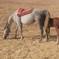 اسب اصیل ترکمن صحرا