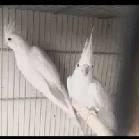 یک عدد جوجه عروس البینو