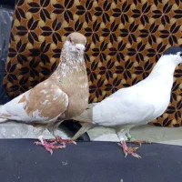 طاقی|پرنده|آران و بیدگل, |دیوار