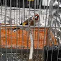 سهره معاوضه با سهره قناری