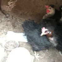 مرغ سیاه تخم گذار|حیوانات مزرعه|رفسنجان, |دیوار