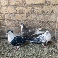 دمگیر دولا و دوبحر|پرنده|برخوار, |دیوار