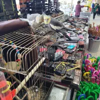 عروس هلندی نر و ماده دستی باقفس|پرنده|آستارا, |دیوار