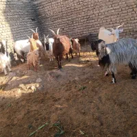 تعداد هفت راس بز