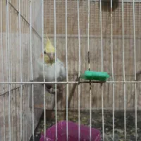 عروس هلندی با قفس|پرنده|گلبهار, شهر جدید گلبهار|دیوار