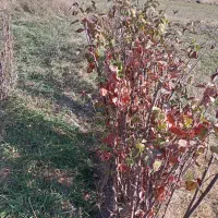 انواع نهال میاندواب زیر قیمت بازار حرص درخت|خدمات باغبانی و درختکاری|سنقر, |دیوار