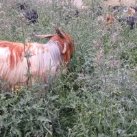 بهده|حیوانات مزرعه|شهرکرد, |دیوار