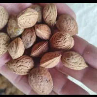 خریدار هسته و پوست گردو آلو زردالو خرما و ..