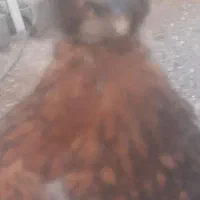 جوجه محلی
