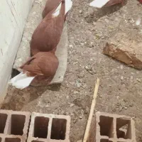 سرخ دم سفید خانگی