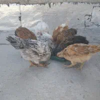 جوجه مرغ وخروس