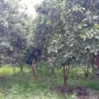 زمین-تجاری-مسکونی-بر-اصلی-جاده