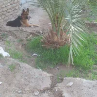 ژرمن نر|سگ|بم, |دیوار