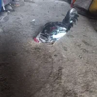 خروس گلین دارم فروشی|حیوانات مزرعه|جوانرود, |دیوار