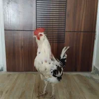 خروس گلین|حیوانات مزرعه|شاهینشهر, شهرک گلدیس|دیوار