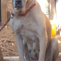 سگ ماده سرابی فوق العاده درشت