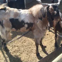 حیوانات مزرعه