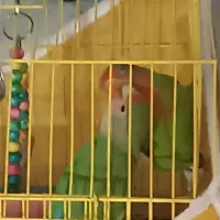 طوطی کوتوله برزیلی