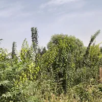 باغچه250متری|فروش خانه و ویلا|اسلام‌شهر, شهرک مصطفی خمینی|دیوار