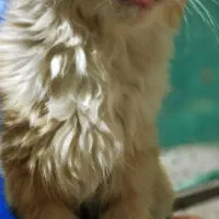گربه کوچولو