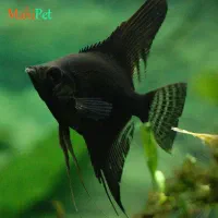 ماهی انجل مشکی