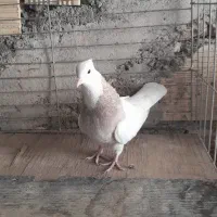 ماده طوقی|پرنده|خمینی‌شهر, |دیوار