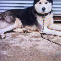 هاسکی نر سیبری ماده مالا موت|سگ|رشت, حومه رشت|دیوار