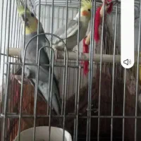 عروس هلندی مولد سرحال