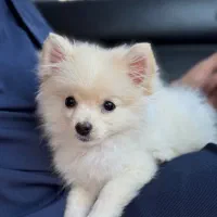 سگ نر پامرانین فروش فوری