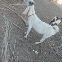 بزگلاب آبستن|حیوانات مزرعه|سراوان, |دیوار