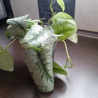 گل پتوس مخملی