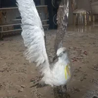 یک جفت پرنده تزئینی زیبا وقشنگ|مجسمه، تندیس، ماکت|کهریزک, |دیوار