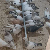 نر و ماده شامی سفید کاکل نک ریز