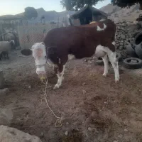 گاو و گوساله|حیوانات مزرعه|پلدختر, |دیوار