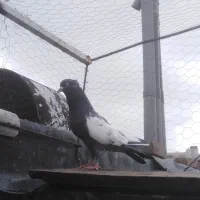 فروش تعدادی کبوتر