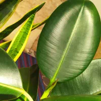 گلدان فیکوس و سانسوریا سالم|گل و گیاه طبیعی|چابهار, |دیوار